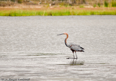 Purpurreiher (2 von 12).jpg